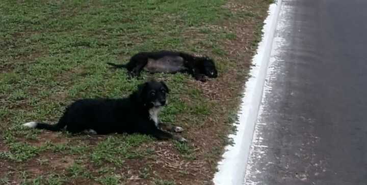 O cão deu uma verdadeira prova de fidelidade à irmã