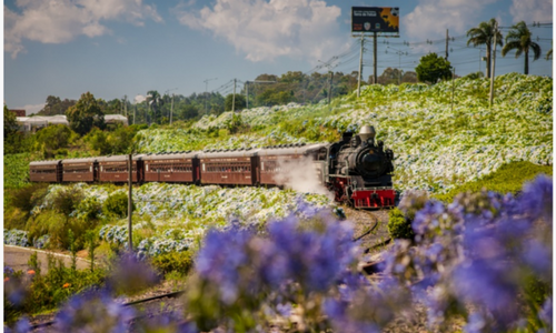 Trem do Vinho é atração na Serra Gaúcha