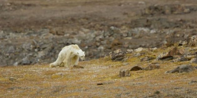 Urso polar faminto é flagrado em vídeo