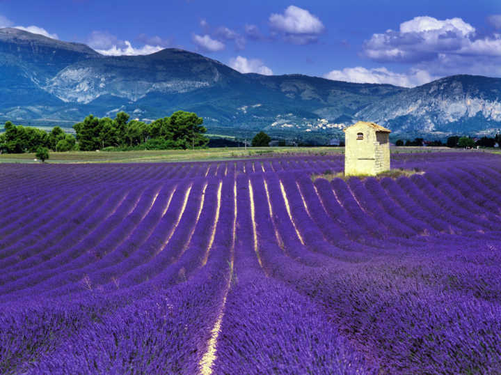 Os belos campos de lavanda da região de Provença, França