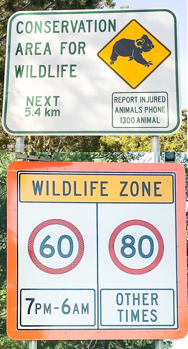 Os australianos adoram sua vida selvagem. Enquanto o resto do mundo diminui para os pedestres, os motoristas australianos mudam sua velocidade para cangurus e koalas. Só brincando! Eles também diminuem a velocidade para os pedestres