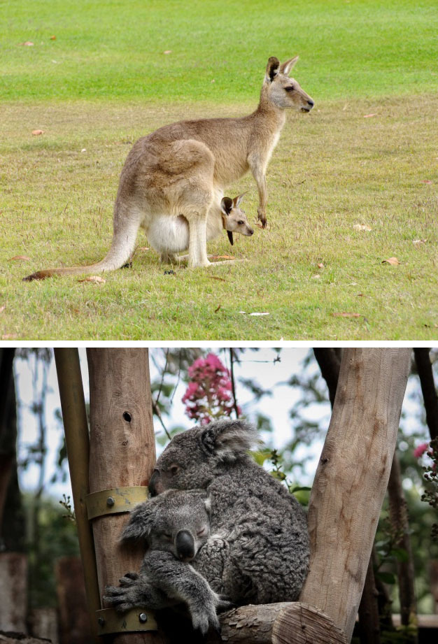 Os marsupiais carregam seus filhotres em uma bolsa. Os recém-nascidos se aproximam da segurança do bolso da mãe e ficam lá por um tempo. Os marsupiais mais conhecidos são os cangurus, os coalas e os demônios da Tasmânia