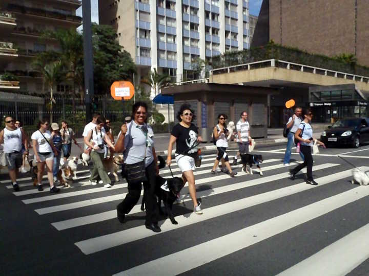 “Cãonhecendo São Paulo” é um city tour com cães pela avenida Paulista