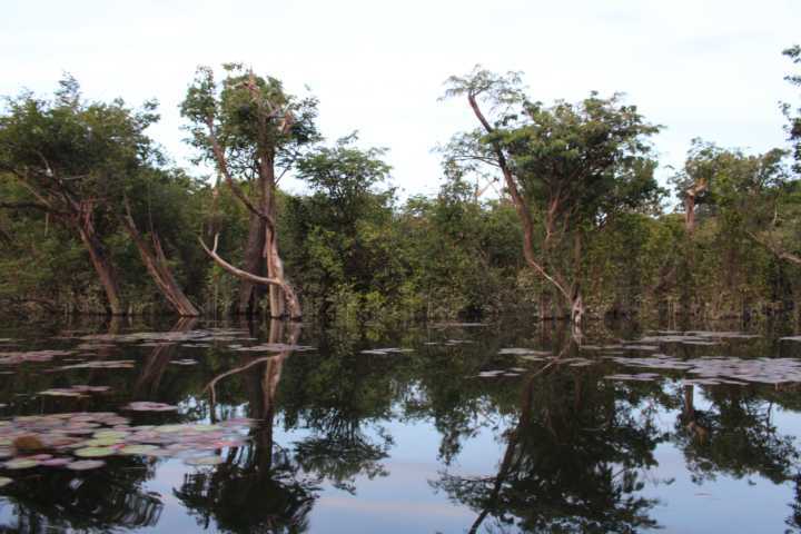 Floresta nacional dos Tapajós, em Alter do Chão