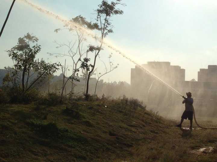 O projeto Novas Árvores por Aí traz mais verde para o cinza de São Paulo