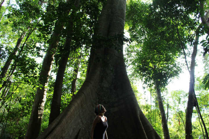 Tronco da Samaúma, na trilha na Floresta Nacional dos Tapajós