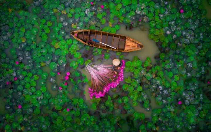 Ninfeias-rosas – Uma mulher colhe ninfeias-rosas em uma lagoa no Delta do Mekong, Vietnã