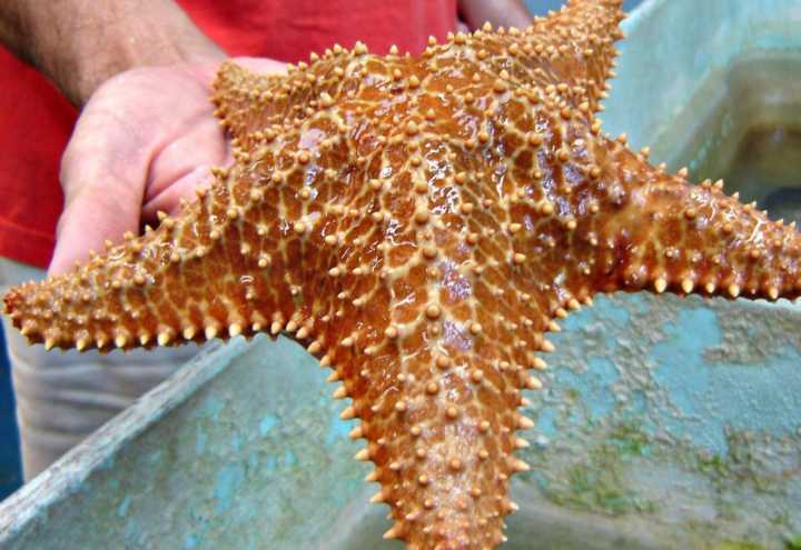 Estrela-do-mar é uma das espécies que são estudadas no Centro de Biologia Marinha da USP, localizado em São Sebastião