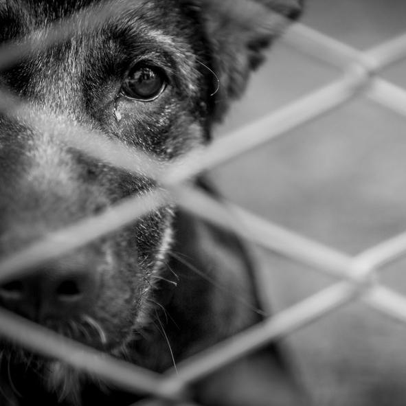 Ativistas sugerem criação de abrigos temporárias para os animais