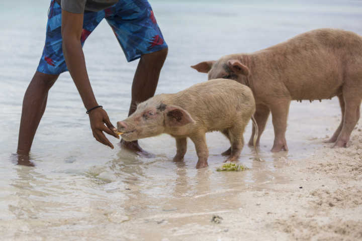 Moradores dizem que turistas estão causando a morte dos famosos porcos nadadores de Major Cay ao alimentarem os animais na areia