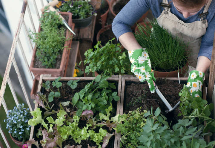 Criar e manter pequenas plantações em apartamentos e quintais é cada vez mais comum