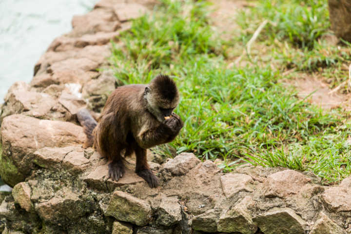 Medida é preventiva após macaco ter sido encontrado morto