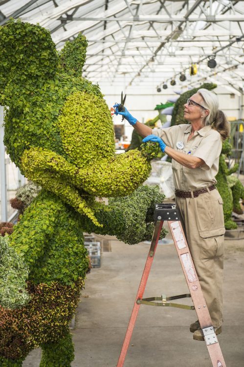 Artista prepara cuidadosamente topiária gigante do Mickey para festival de primavera