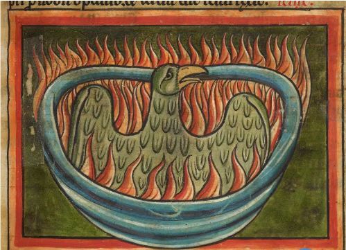 Neste manuscrito medieval, o “fenix” é descrito como nativo da Arábia e pode viver até 500 anos
