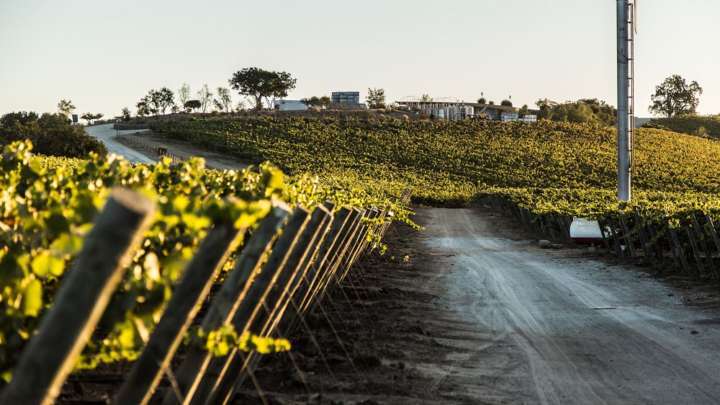 As vinhas da Vinícola Matetic, lque fica a cerca de 120 km de Santiago, no Chile