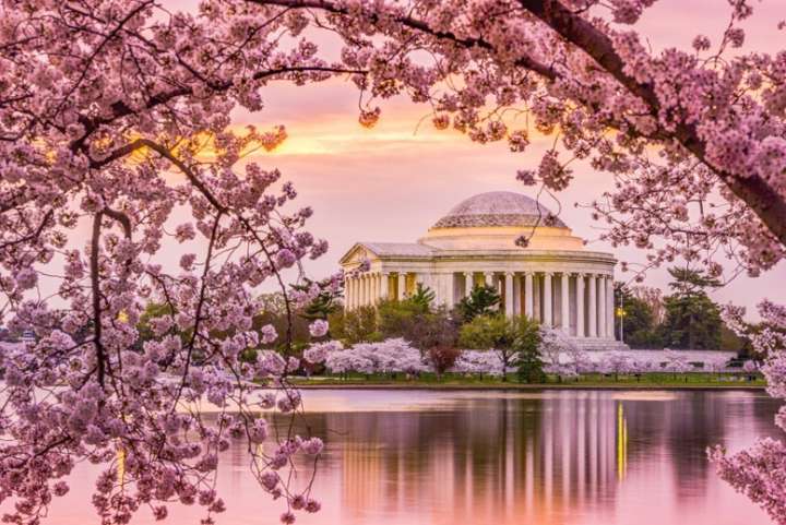 Entre março e abril, Washington DC celebra o National Cherry Blossom Festival, evento que marca o florescimento de três mil cerejeiras às margens do rio Potomac