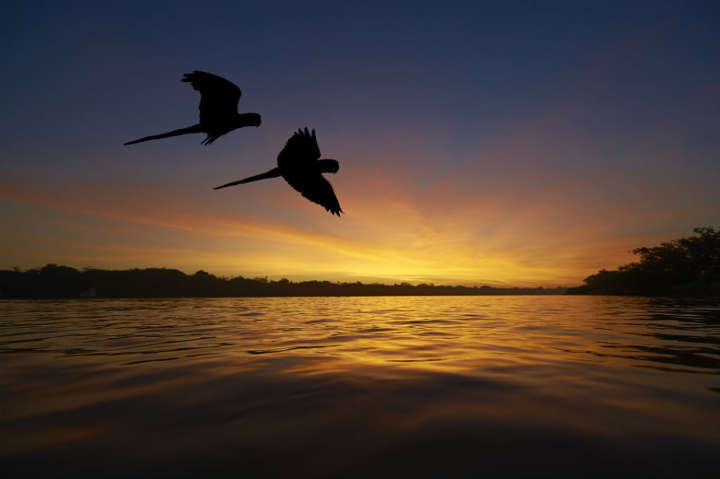 Pantanal oferece passeios como trilhas, observação de aves e passeios de barco