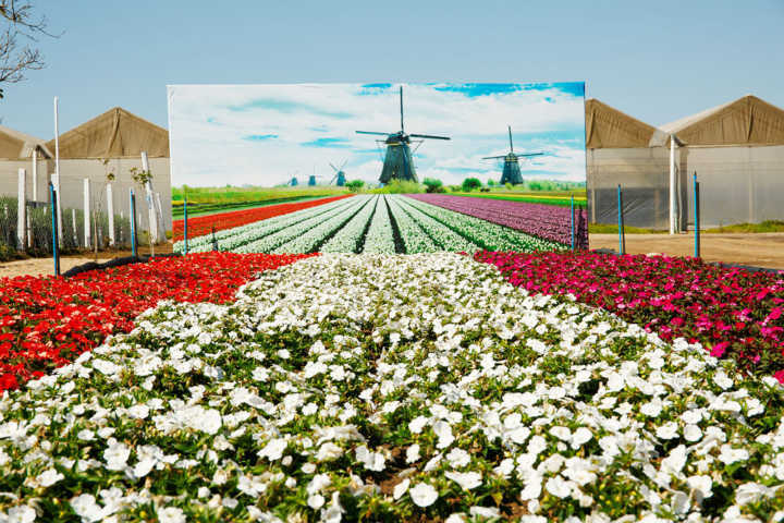 Uma das atrações da Expoflora, o passeio turístico, inclui visita ao campo de flores