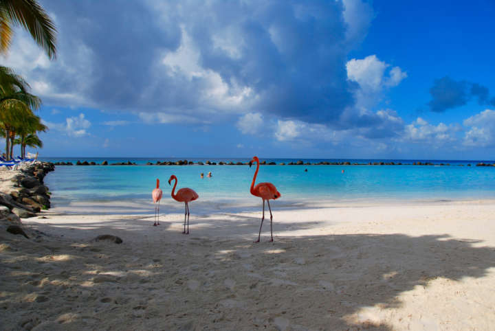 O flamingo é a ave oficial das Bahamas