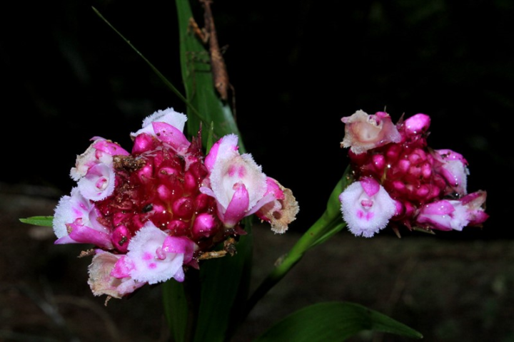 A Mata Atlântica é um dos biomas com maior diversidade de orquídeas das Américas