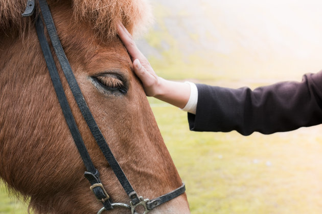 Cavalo Virada Para A Frente - Fotografias de stock e mais imagens de Animal  - Animal, Cavalo - Família do Cavalo, Fotografia - Imagem - iStock