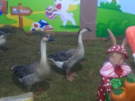 Gansos vivos como decoração em parque de Palmas, capital do Tocantins