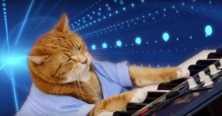 Keyboard Cat “tocando” piano