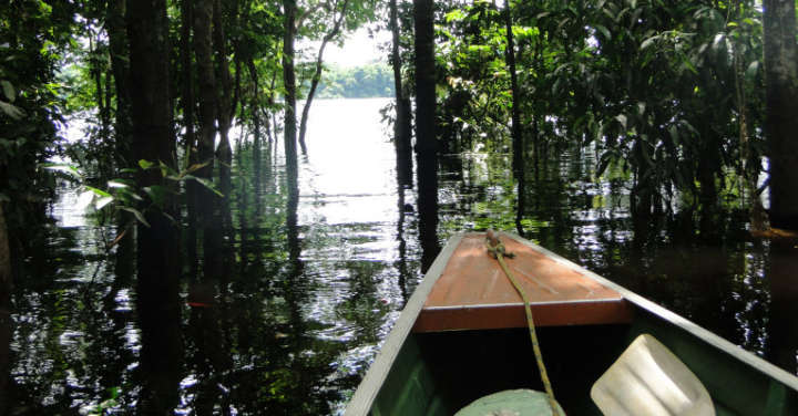 Passeios de barco pelas florestas alagadas são uma das atrações no Parque Nacional de Anavilhanas