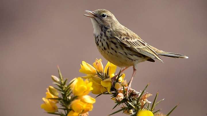 Com os insetos desaparecendo pela contaminação de agrotóxicos, as aves não têm o que comer