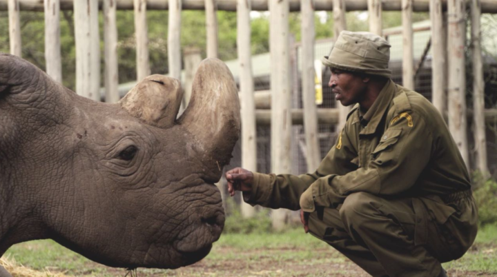 O rinoceronte vivia desde 2009 na reserva natural Ol Peteja Conservancy