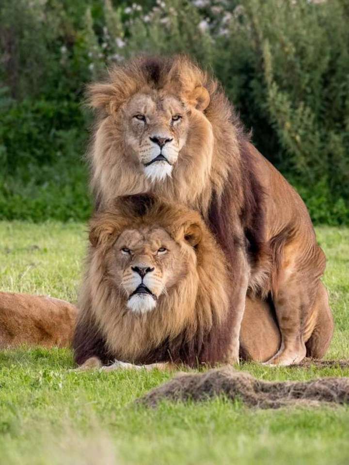 Leões machos fazem sexo em zoológico da Inglaterra