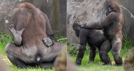 Gorilas gays são vistos transando em zoológico da Holanda