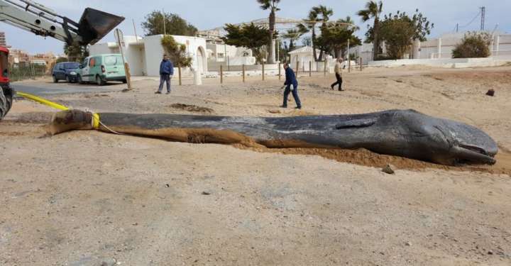 A baleia foi encontrada morta na costa de Múrcia, sul da Espanha