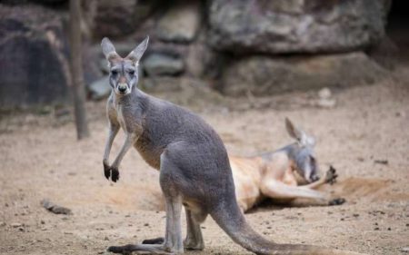 Canguru morre apedrejado em zoológico da China