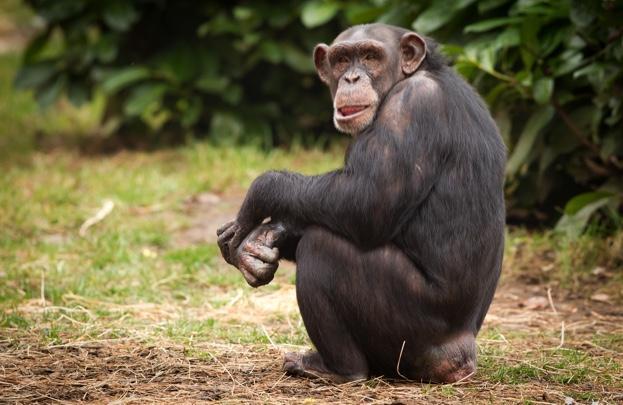 O objetivo do pedido é assegurar o reconhecimento dos direitos legais dos chimpanzés como pessoas