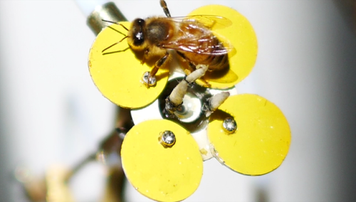 Muita pesquisa foi feita para chegar a flores mecânicas atraentes para o inseto