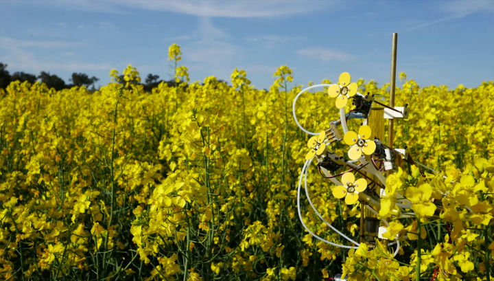 As flores mecânicas são colocadas em meio a flores naturais