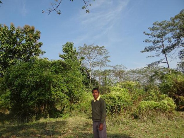 Sozinho, homem planta uma floresta: é o indiano Jadav Payeng