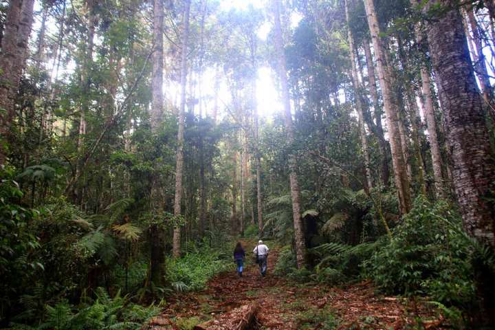 Uma das muitas trilhas da Fazenda Iatapuá