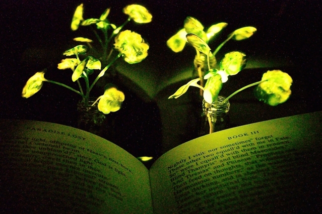 Cientistas do MIT criaram plantas que emanam luz; jovens folhas de agrião iluminam páginas de um livro