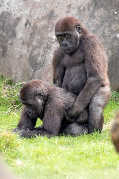 Gorilas gays são vistos transando em zoológico da Holanda