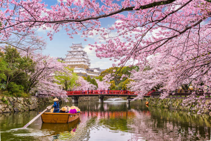 Cerejeiras transformam paisagem no Japão