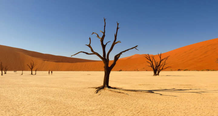 Árvores mortas na região de Deadvlei, no deserto de Sussublei, na Namíbia