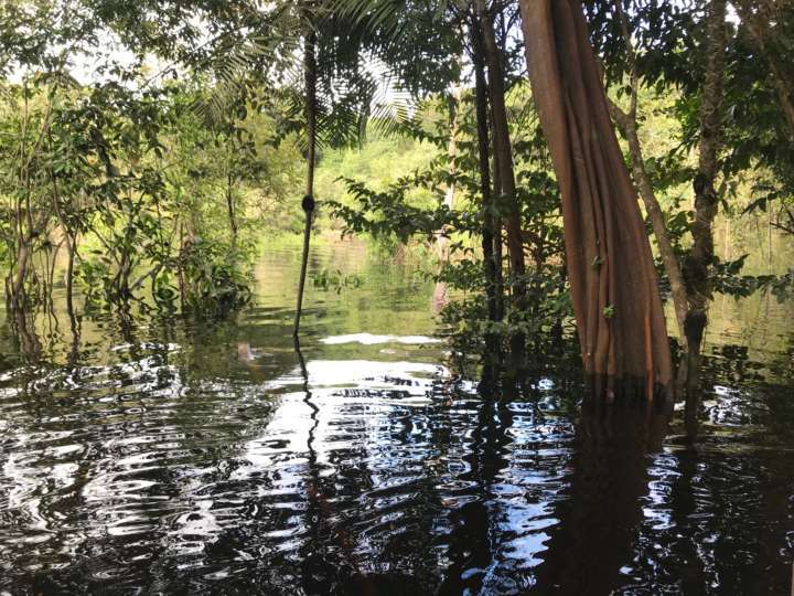 O forte da Amazônia não é a fauna, mas sim a flora