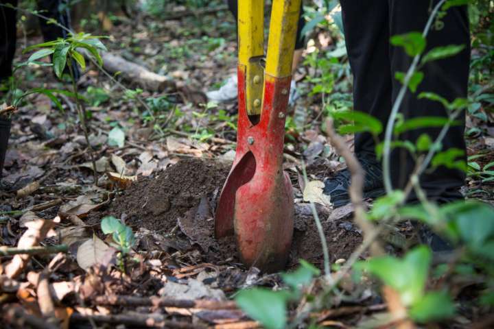 O plantio acontece em cinco parques de São Paulo