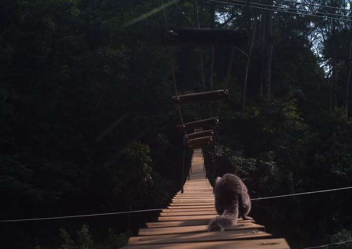 Animais na pista, no caso, pode significar que esse simpático guaxinim está atravessando a ponte para acasalar