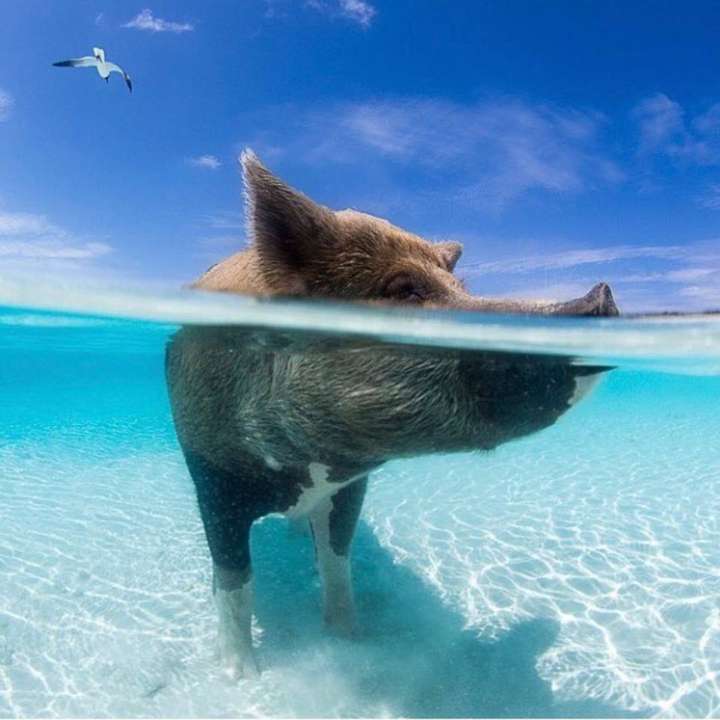 Cerca de 40 porcos vivem na ilha Big Major Cay, em Exumas
