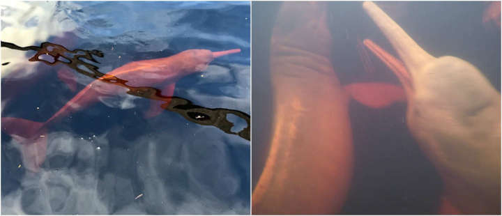 Os botos cor-de-rosa, espécie muito comum na região da Amazônia