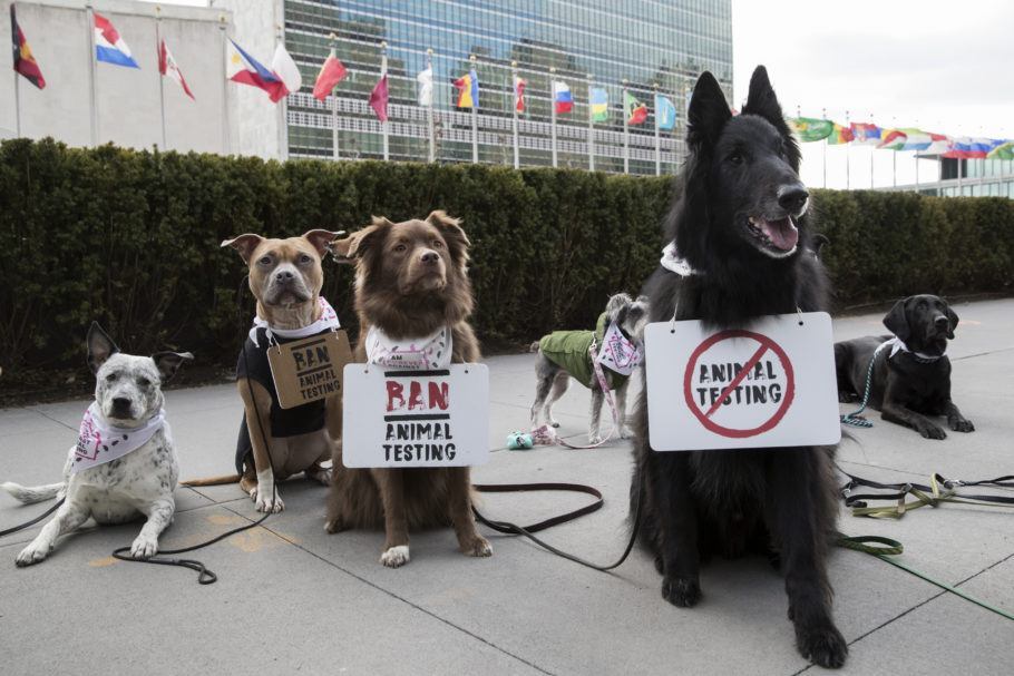 Cães participam de protesto contra empresas que fazem testes em animais