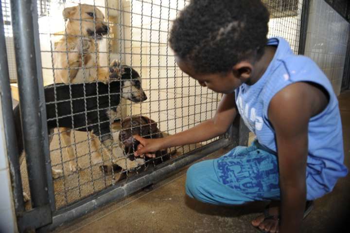 Centenas de cães e gatos aguardam adoção no CCZ